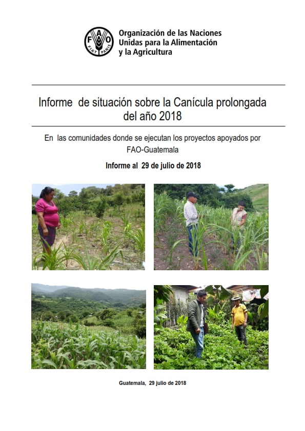 Informe de Situación Canícula Prolongada en los proyectos apoyados por FAO Guatemala. 2018